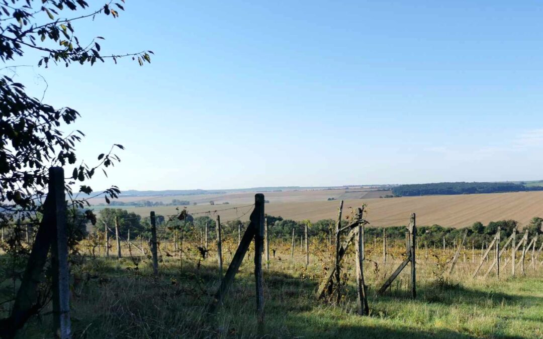 ŠKOLSKÁ VINICA PO ROKU OŽILA